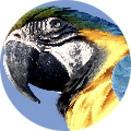 Looking to Adopt a Macaw Parrot &ndash; Experienced Parrot Keeper