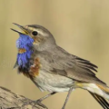 Vogelbert
