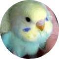 PetitPanchi
