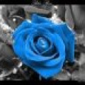 blue-rose111