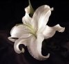 flora_26