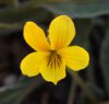 MountainViolet
