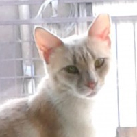 BelindaBee