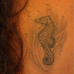 Hippocampe33