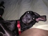 The iz monsta