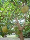 DELIAnita