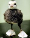 Canadianturkey