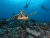 octopuce27