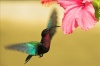 hibischrist