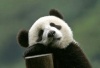 Magical Panda