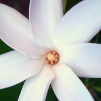Caledonie40