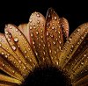 RainFlower