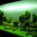 Aquascapes