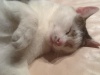 Nikaty