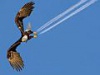 Eagereagle