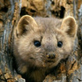 Pinemarten