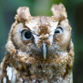 theowl