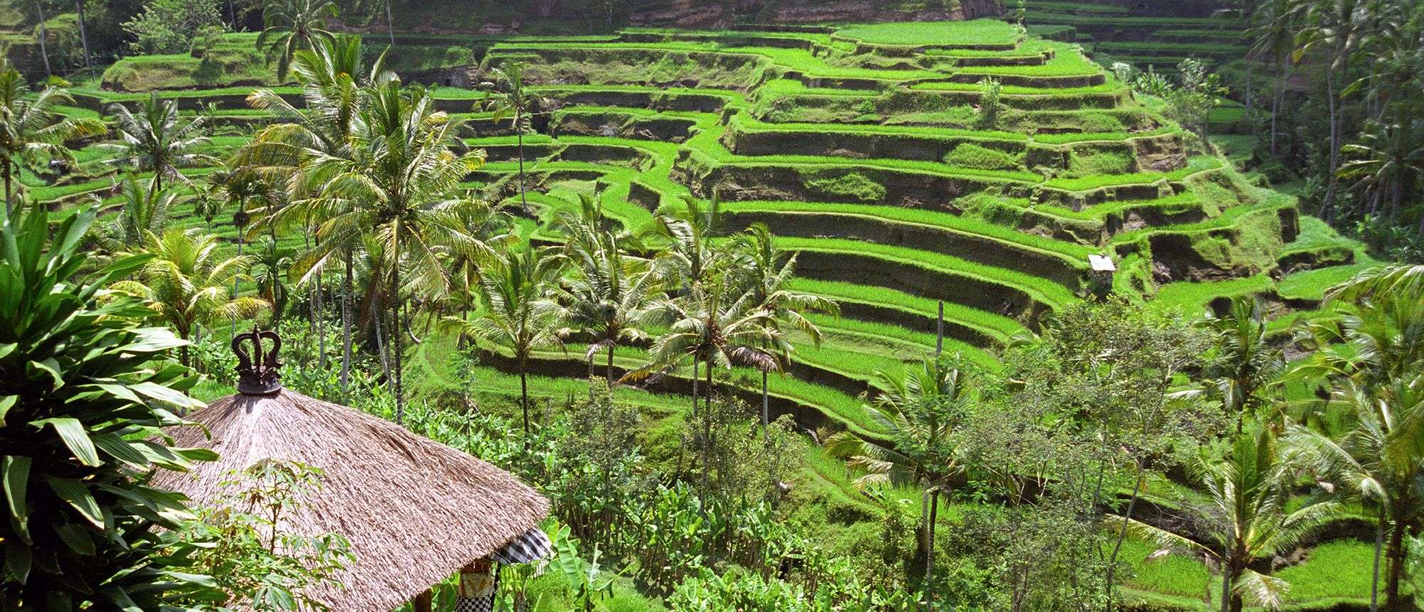 Job offers in Indonesia