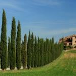 Toscane