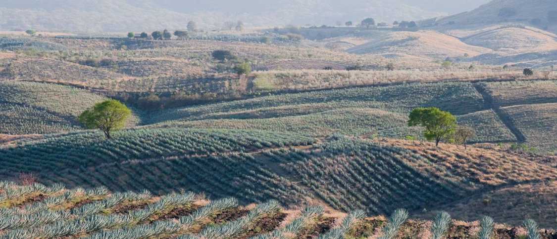 Vivere a Jalisco: guida per gli espatriati