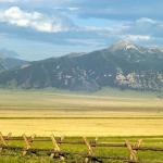 Montana