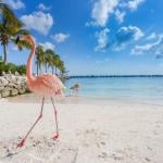 Aruba