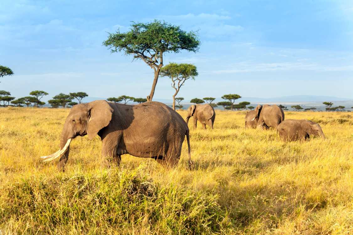 Vivre au Kenya : le guide de l'expatrié