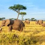 Kenya