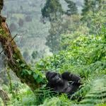 Rwanda