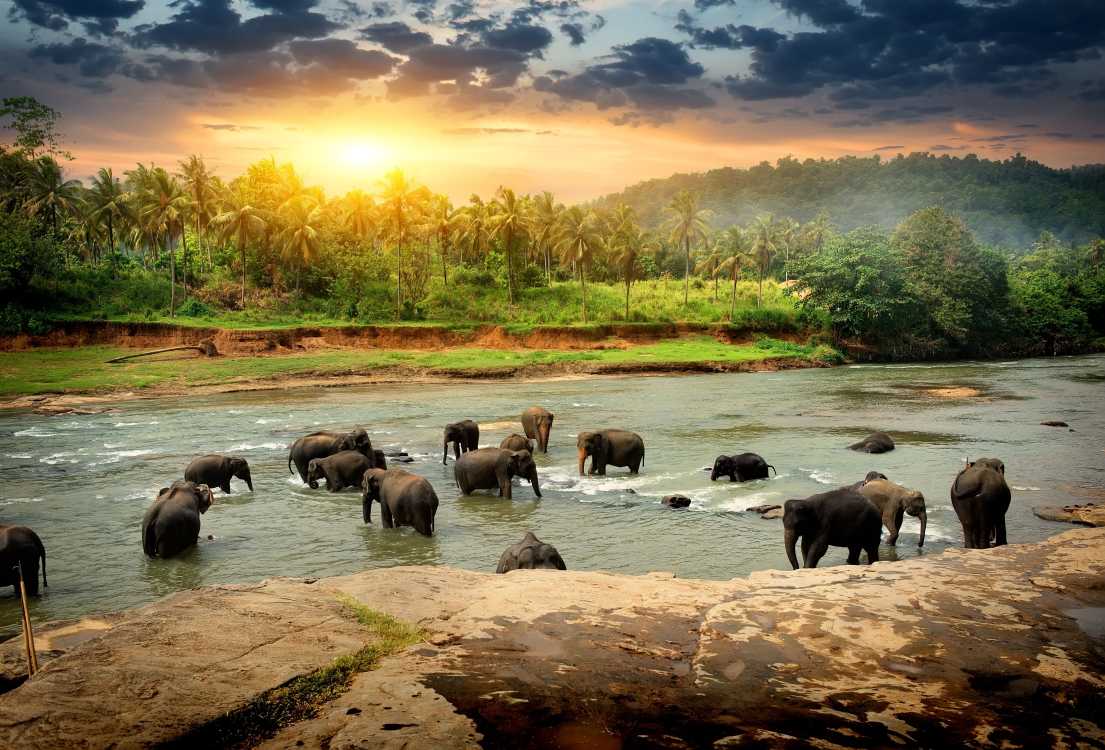 Vivre au Sri Lanka : le guide de l'expatrié