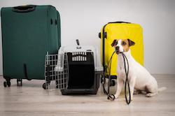 Move abroad with your pet 