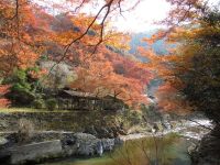 Coraline à Kyoto : « où qu'on aille on croisera toujours le chemin d'un temple ou d'un sanctuaire »