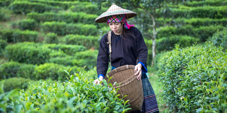tea plantation Thailand