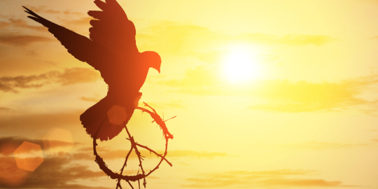 The world's most peaceful countries 