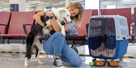 Adozione internazionale di animali domestici: procedure da seguire