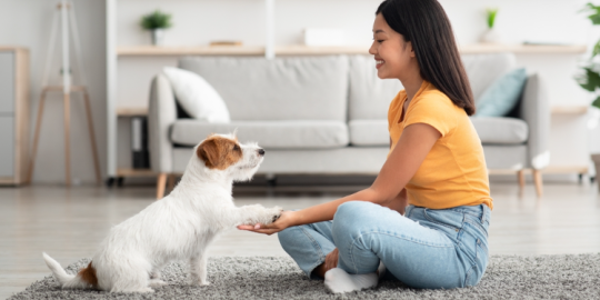 Petsitting and homesitting for expats: Here's how it works