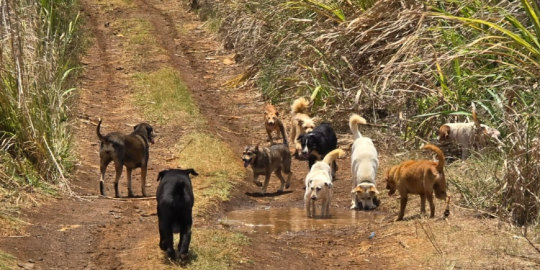Stray dogs in Mauritius: What you should know and how you can help