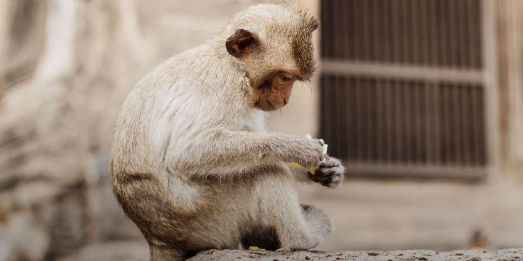 petit singe sur un mur