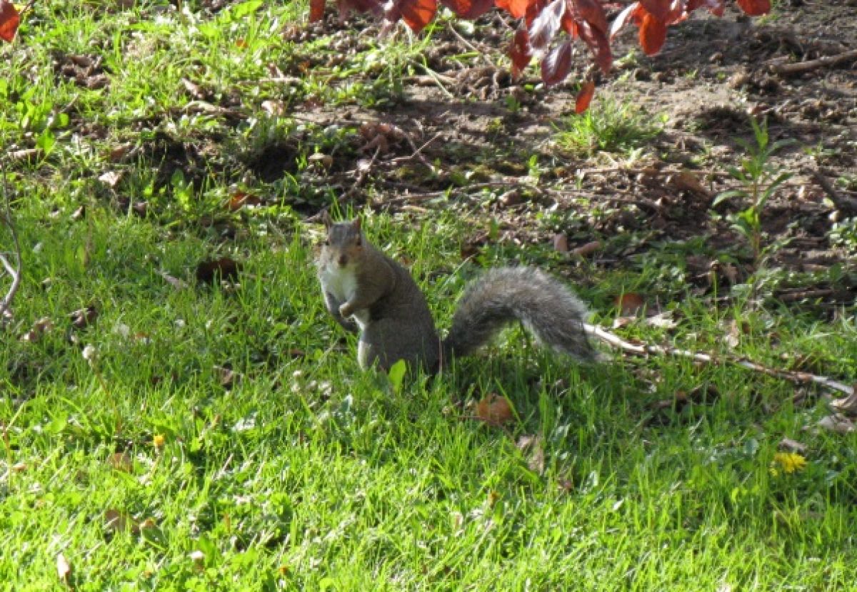 Ferdinando in Canada