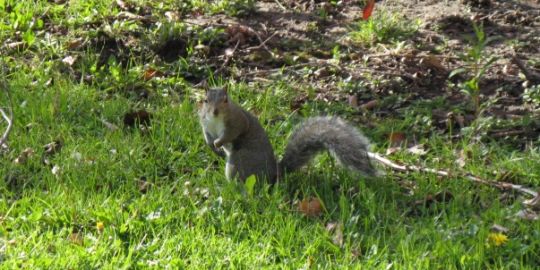 Ferdinando, un ingegnere Italiano in Ontario