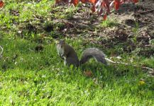Ferdinando, un ingegnere Italiano in Ontario