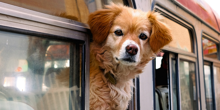 dog on a bus
