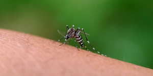 Mauritius' chikungunya risk remains in winter