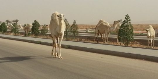 Daniele, un espatriato italiano a Riyadh