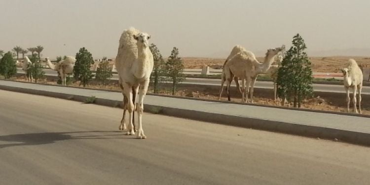 Daniele in Arabia Saudita