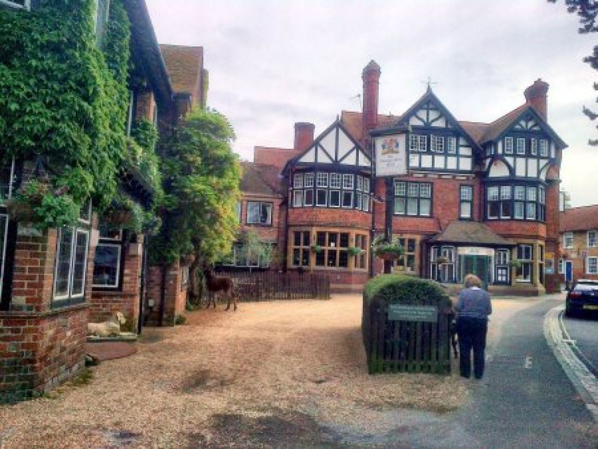 Musara?as y otras cosas.