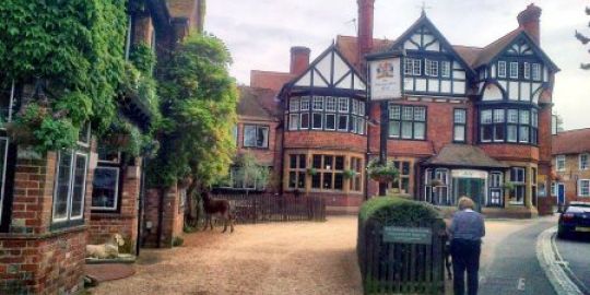 Musarañas y otras cosas. 