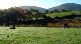 Catherine in Kerry: "Ireland is a great place to live if you love horses!"