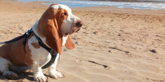 Testimonianza di Gianfranco dalla Spagna