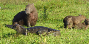 Testimonianza di Fulvio da Buenos Aires 